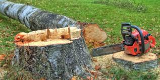 Best Storm Damage Tree Cleanup  in Dewitt, IA