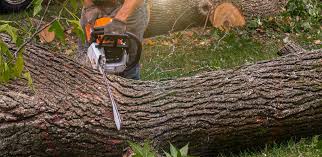 Best Emergency Tree Removal  in Dewitt, IA