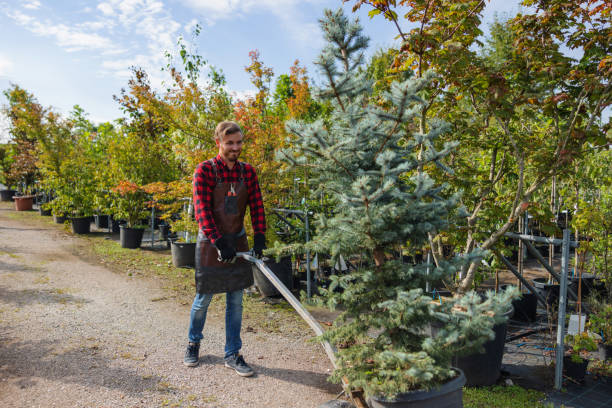 Best Tree Disease Treatment  in Dewitt, IA