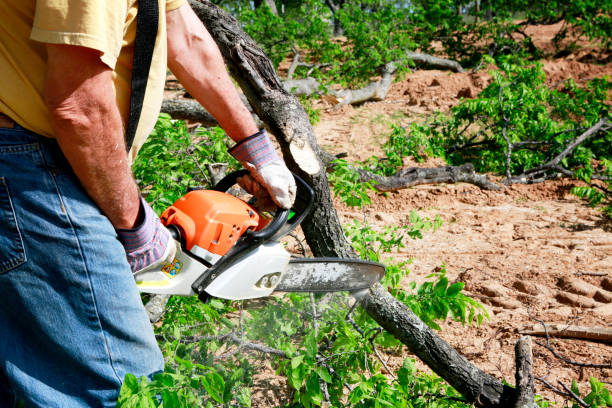 Best Lawn Mowing  in Dewitt, IA
