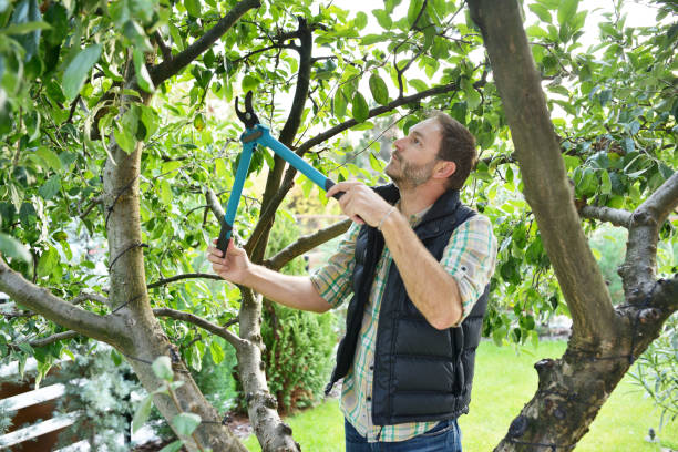 Best Arborist Consultation Services  in Dewitt, IA